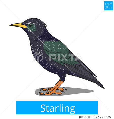 Starling learn birds educational game vector 123772280
