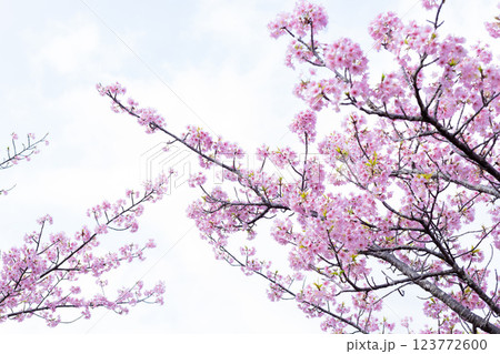 寒緋桜　カンヒザクラ　緋寒桜　ヒカンザクラ 123772600