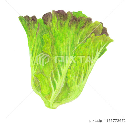 水彩で描いた丸ごとのサニーレタスのイラスト 123772672