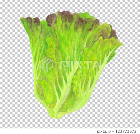 水彩で描いた丸ごとのサニーレタスのイラスト 123772672