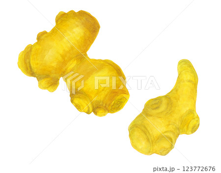 水彩で描いた生姜のイラスト 123772676