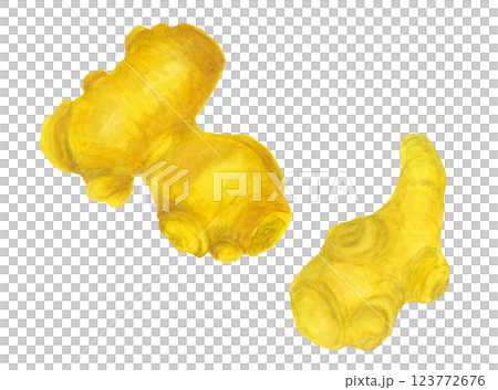 Illustration of ginger drawn in watercolor Illustration of ginger drawn in watercolor 123772676