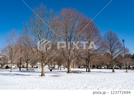 Leafless trees during winter with snow on the ground Leafless trees during winter with snow on the ground 123772694