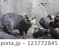 カワウソ 123772845