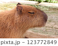 カピバラ 123772849
