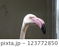 フラミンゴ 123772850