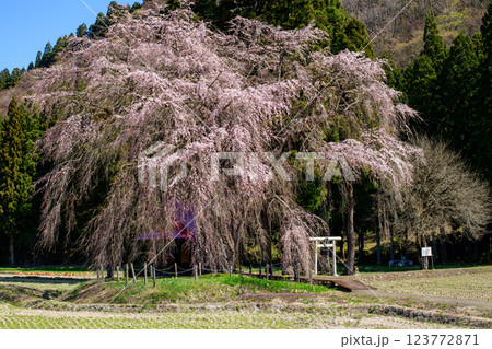 春を迎えた　おしら様の枝垂れ桜　秋田県 123772871