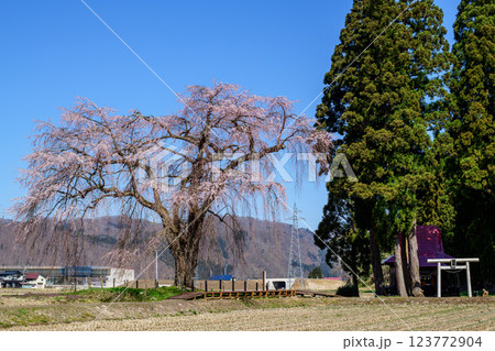 春を迎えた おしら様の枝垂れ桜 秋田県 春を迎えた おしら様の枝垂れ桜 秋田県 123772904
