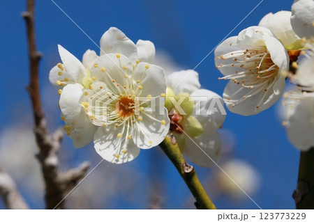 咲き始めた梅の花 咲き始めた梅の花 123773229