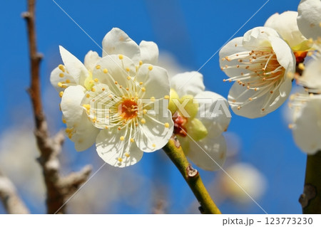 咲き始めた梅の花 123773230