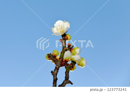 咲き始めた梅の花 123773241