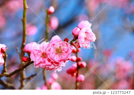 咲き始めた梅の花 123773247