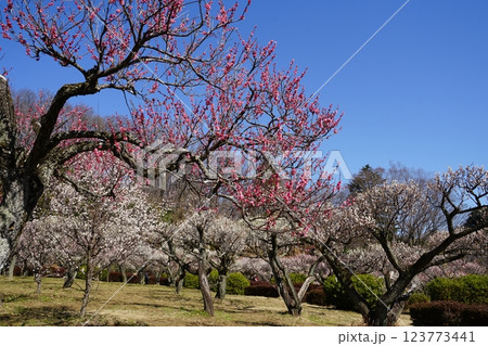 東京都町田市の薬師池公園の梅林の風景 123773441