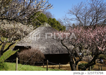 東京都町田市の薬師池公園の梅林と古民家の風景 123773794