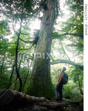 苔むす巨木を見上げるトレッカーの男性 123773982