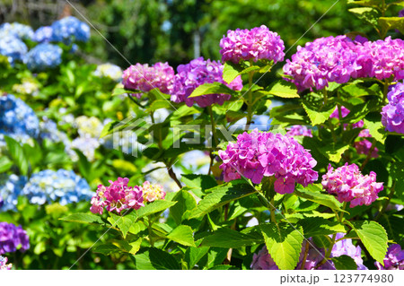 本土寺　美しいあじさい（千葉県松戸市） 123774980