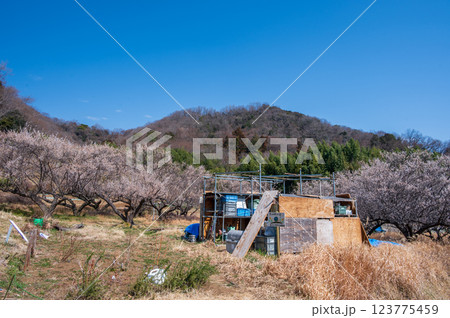 あわいのもりの梅林　鶴巻温泉　北矢名 123775459