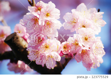 桜花爛漫 123775529