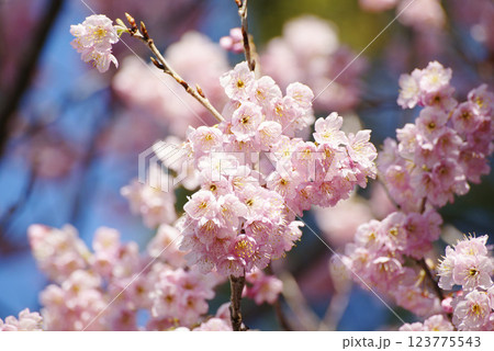 桜花爛漫 123775543