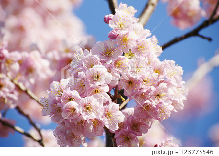 桜花爛漫 123775546