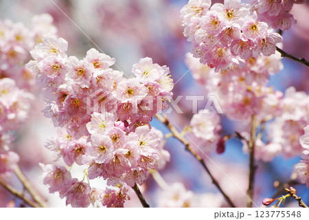 桜花爛漫 桜花爛漫 123775548