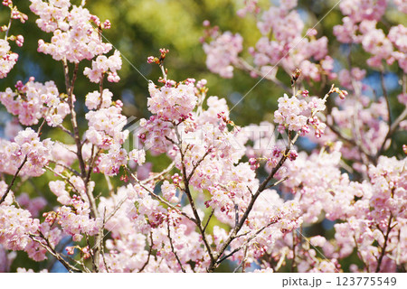 桜花爛漫 桜花爛漫 123775549