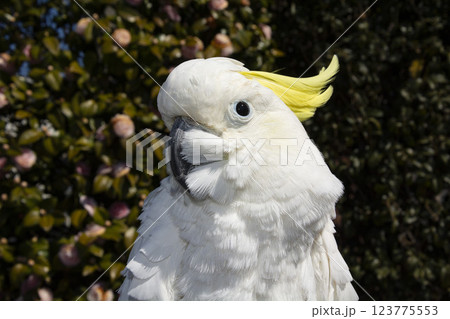 キバタン　オウム　インコ　cockatoo　白いオウム　鳥　冠羽　トサカ　ツバキ 123775553
