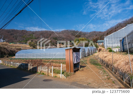 長閑な農村風景 鶴巻温泉 北矢名 長閑な農村風景 鶴巻温泉 北矢名 123775600