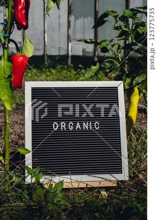 ORGANIC message on background of fresh eco-friendly bio grown bell pepper in garden. Countryside food production concept. Locally produce harvesting. Sustainability 123775735