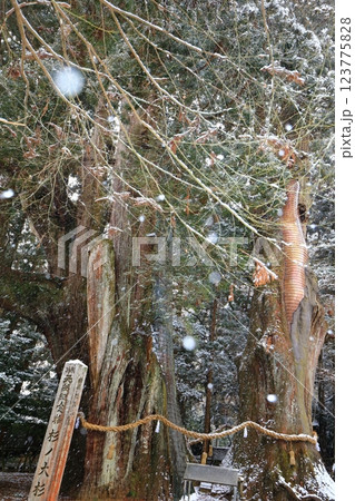 【高知県】雪が舞う日本一の杉の大杉 【高知県】雪が舞う日本一の杉の大杉 123775828