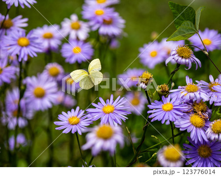 キタキチョウ 123776014