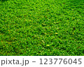 Green grass on garden texture background. 123776045