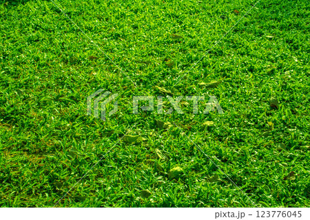 Green grass on garden texture background. Green grass on garden texture background. 123776045