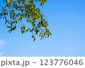 Green leaves and tree branch with clear blue sky background. 123776046