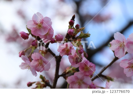 早春の公園に咲く早咲きのカワヅザクラのピンク色の花 123776070