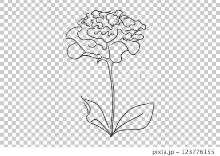 Turk's bellflower, carnation, flower, simple, illustration, line drawing 123776155