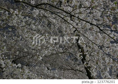 入間リバーサイド桜並木、天を覆い尽くす満開の桜を見上げる 123776201