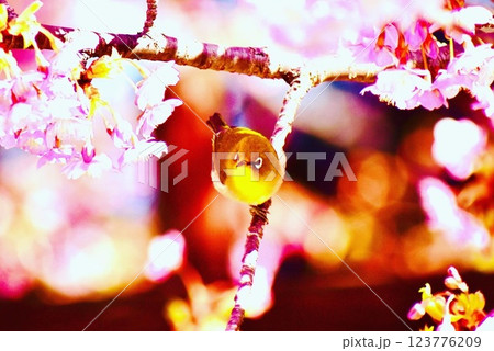 上関城山歴史公園に飛来したメジロ2025 123776209