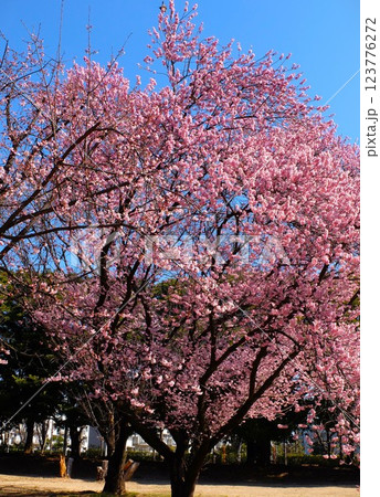 春の埼玉県和光樹林公園 春の埼玉県和光樹林公園 123776272