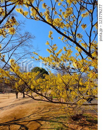 春の埼玉県和光樹林公園 春の埼玉県和光樹林公園 123776277