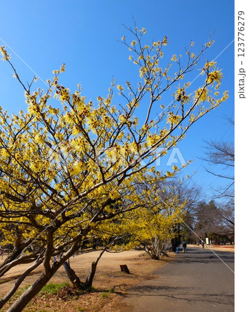 春の埼玉県和光樹林公園 春の埼玉県和光樹林公園 123776279
