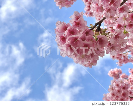 桜と青空 123776333