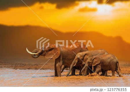 Elephant in water on savannah in National park of Africa on sunset 123776355