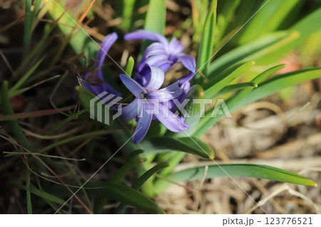早春の野原に咲く自生のヒヤシンスの紫色の小さい花 123776521