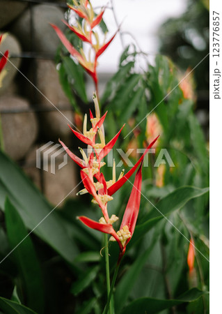 Close-up of a vibrant orange Heliconia flower, also known as lobster-claw Close-up of a vibrant orange Heliconia flower, also known as lobster-claw 123776857
