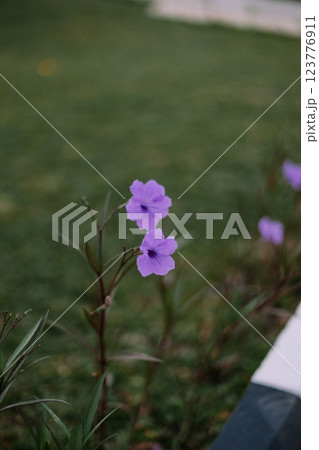 Purple Ruellia flowers in soft focus, highlighting their elegance against a lush green background. 123776911