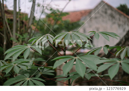 Young cassava tree with vibrant green leaves growing in a rural farmland setting Young cassava tree with vibrant green leaves growing in a rural farmland setting 123776929