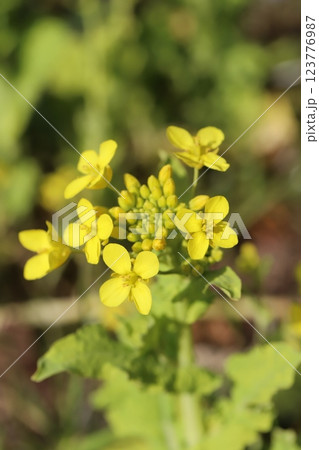 早春の野原に咲く黄色い菜の花 早春の野原に咲く黄色い菜の花 123776987
