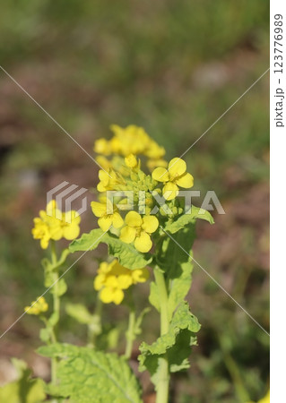 早春の野原に咲く黄色い菜の花 123776989