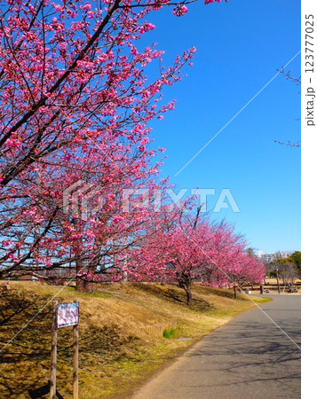 春の練馬大泉さくら運動公園 春の練馬大泉さくら運動公園 123777025